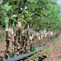 Manichetta Agricola Gocciolante Ø 10-16 cm - 100 Metri Lineari|13,90 € Manichetta Agricola Gocciolante Ø 10-16 cm - 100 Metri Lineari|13,90 €